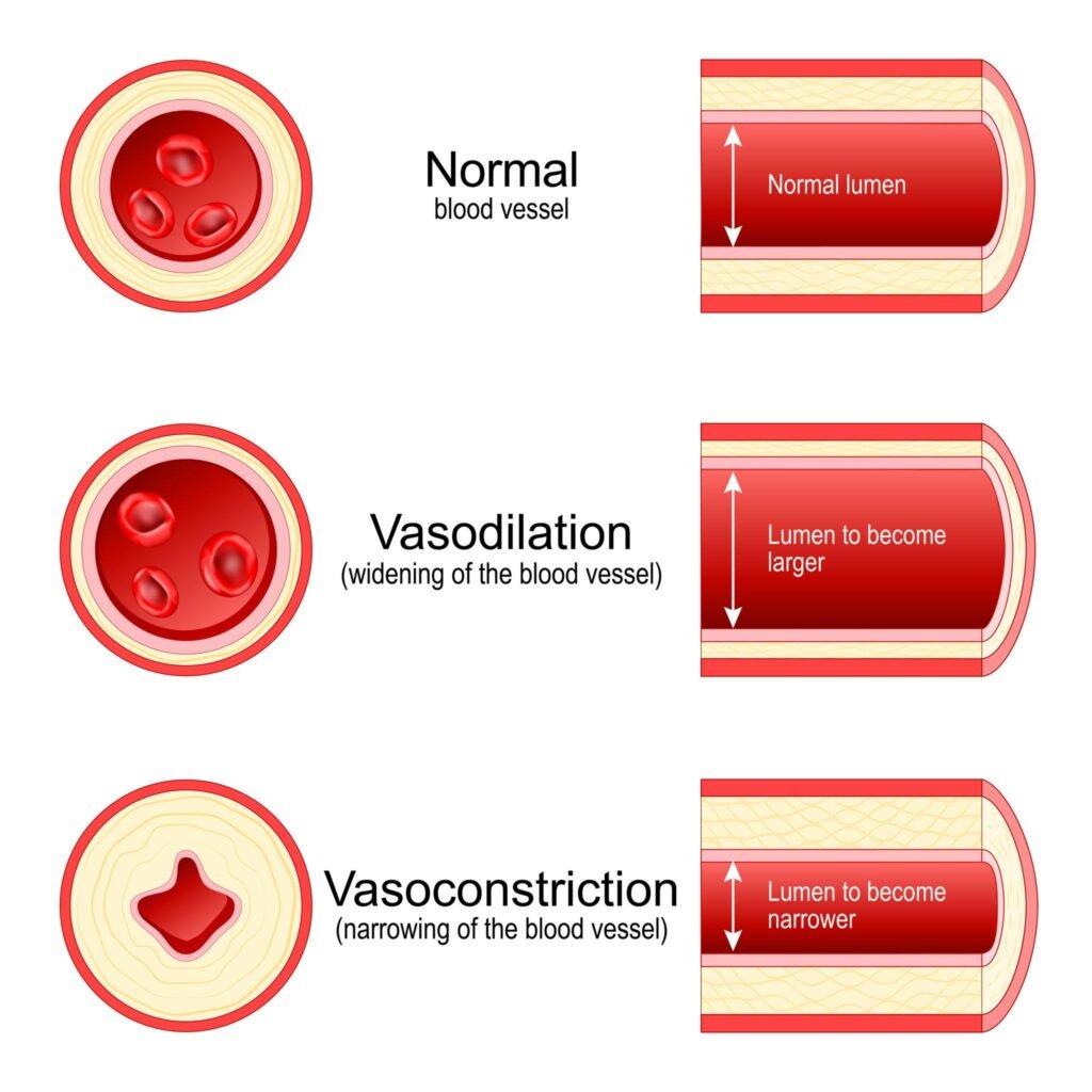 Medical illustration showing how tadalafil supports blood flow